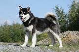 ALASKAN MALAMUTE 405